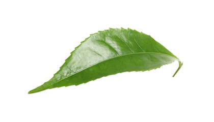 Naklejka na ściany i meble Green leaf of tea plant isolated on white