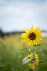 Fototapeta premium sunflowers in the field