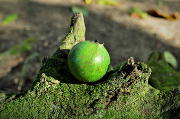 Um fruto verde da Genipa americana no tronco