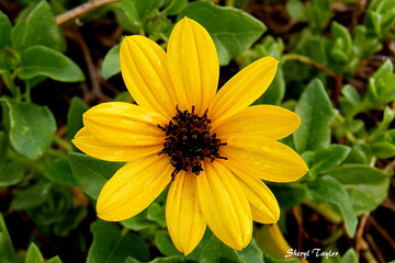 yellow flower
