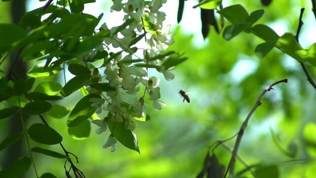 Blooming Acacia tree with white flowers in the spring. Blossoming False acacia. Blossom flowers of black locust swaying tree branches in the wind green blurred background. Robinia pseudoacacia