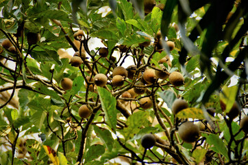 Frutos amadurecendo da Genipa americana no parque