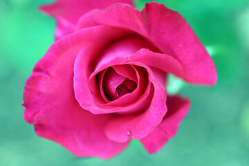 Cloesup of beautiful pink rose flower