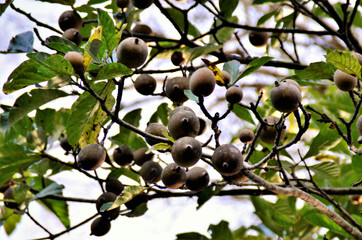 No galho vários frutos da Genipa americana no campo