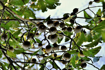 Vários frutos da Genipa americana no campo