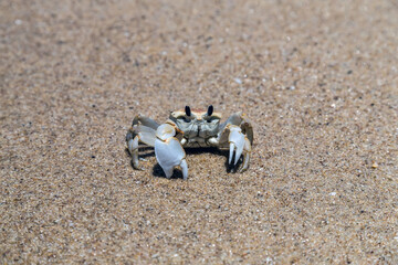 Crab sand beach close up © Emoji Smileys People