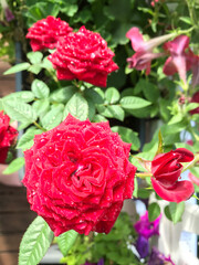 Closeup of beautiful red rose