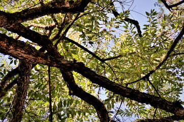 Galho da árvore Citharexylum Myrianthum‎