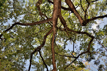 Ao alto as folhas da Citharexylum Myrianthum‎