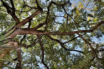 Copa da árvore da Citharexylum Myrianthum‎