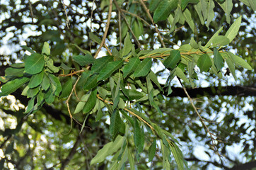 A folhas da Citharexylum Myrianthum‎ no parque