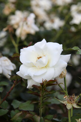 Closeup of beautiful white rose