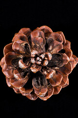 pine cone on a black background