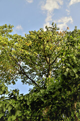 Copa da árvore Basiloxylon brasiliensis com frutos no parque