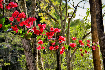 A bela flor da Bougainvillea no parque