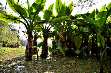 Typhonodorum lindleyanum crescendo no lago do parque