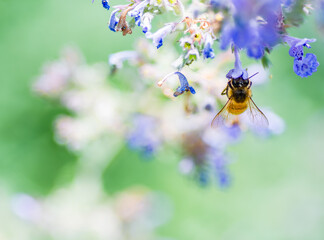 Honey bee at the new york botanical garden