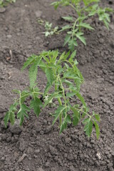 agricultural crops in the garden in the village