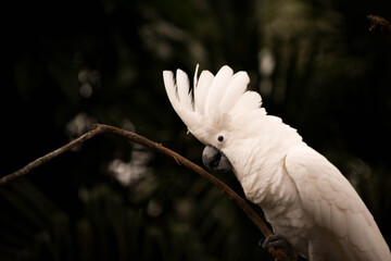 white cockatoo