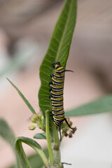 green caterpillar on a leaf