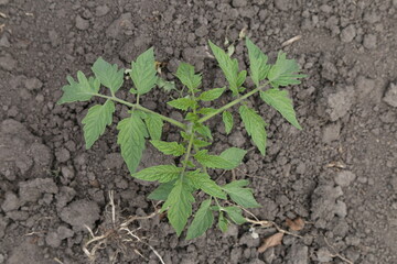 agricultural crops in the garden in the village