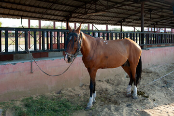 C-0116 Brown Horse
Photographed in Jaipur, India in April 2019.