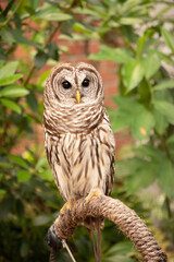 owl on a branch