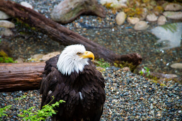 American bald eagle on a log