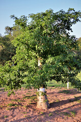 Uma jovem árvore da Adansonia digitata em crescimento no parque
