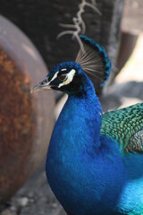Obraz premium peacock with feathers