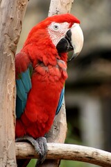 red and blue macaw