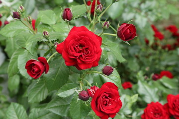 red rose petals in the garden