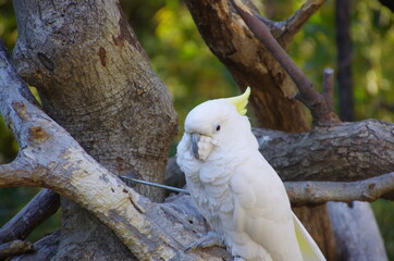 鳥