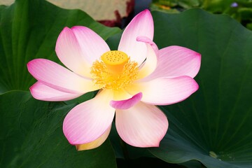 Large Lotus flower in bloom, also called Indian lotus, sacred lotus, bean of India, Egyptian bean