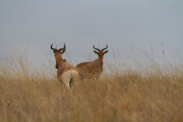 Wild antelopes roaming free in the wild  