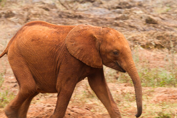 Baby Elephant running in the wild 