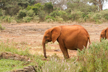 Fototapeta na wymiar Baby Elephant running in the wild 