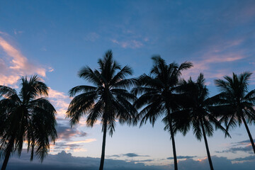 Fototapeta na wymiar Palm trees at sunset at Port Douglas
