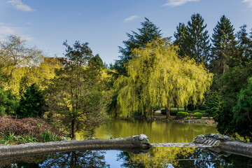 pond and green trees in Minoru Park Richmond British Columbia at sunny day.