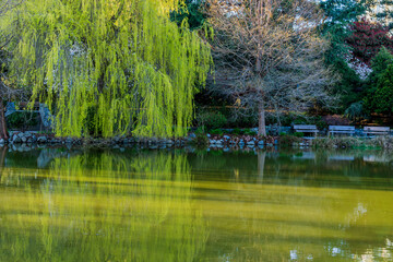 pond and green trees in Minoru Park Richmond British Columbia at sunny day.