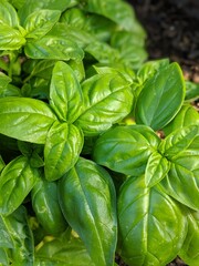 Basil