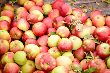 Apples for sale at Hobart's Salamanca Market