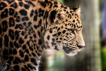 This side of the Leopard