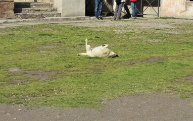 A stray dog rolling around on the ground in the famous ancient ruins of Pompeii in Italy destroyed by Mount Vesuvius