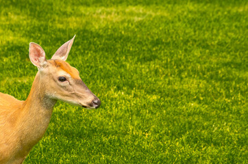 young deer in the grass