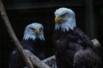 Fototapeta premium Eagle Duo