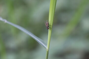 Fototapeta premium lalat