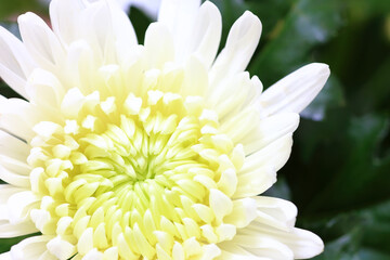 white chrysanthemum flower close up