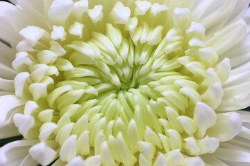 white chrysanthemum flower close up