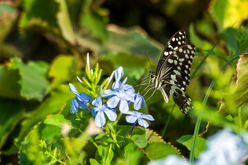 Common lime butterfly